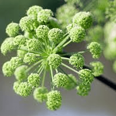 Angelica
